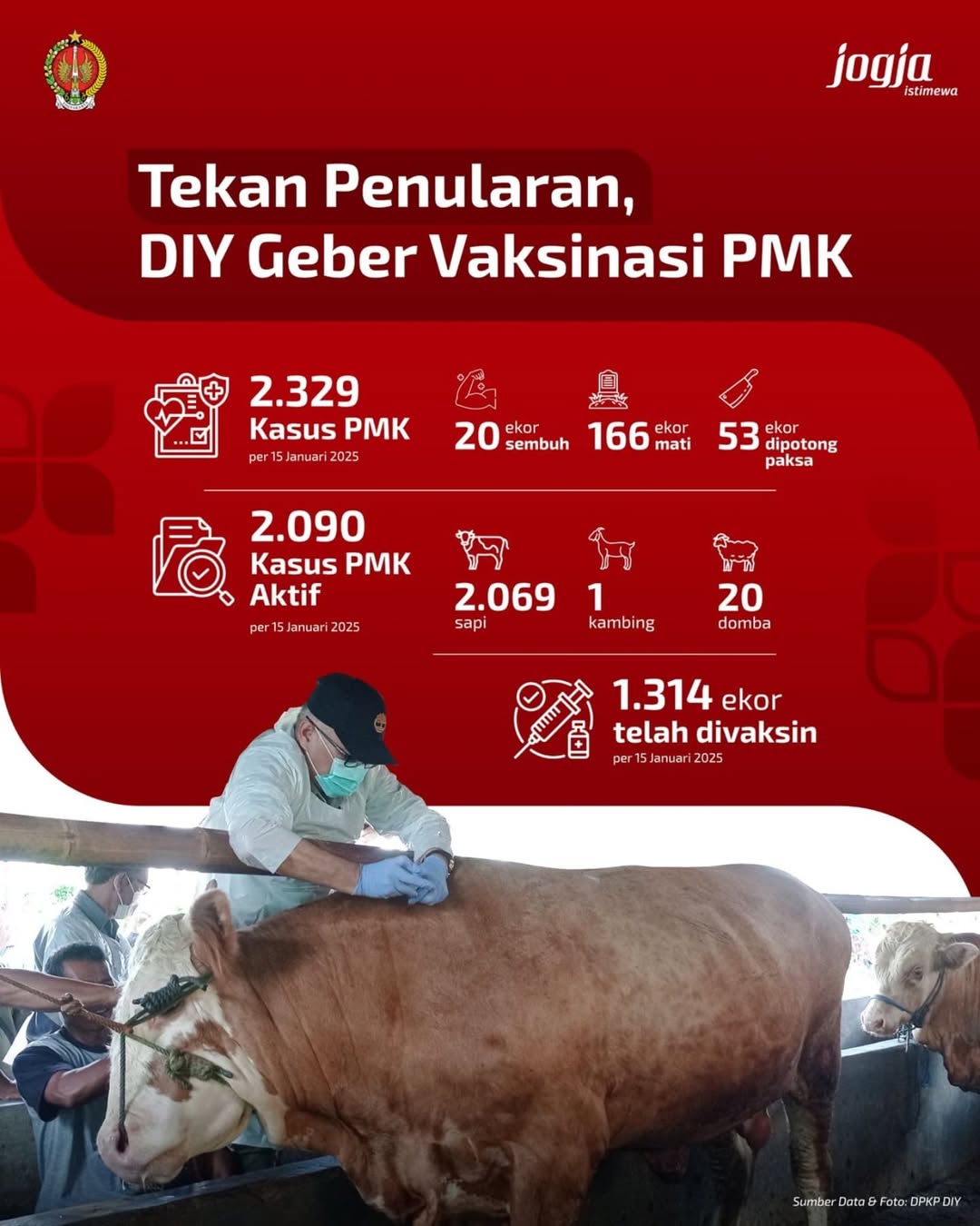 Pemda DIY Melalui Dinas Pertanian dan Ketahanan Pangan (DPKP) DIY Lakukan Vaksinasi Virus PMK