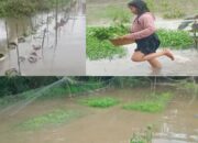 Banjir Merendam Sejumlah Lahan Pertanian Di Kabupaten BatuBara