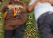 Kecelakaan Maut di Perlintasan Tanpa Palang, Dua Orang Tewas di Pagar Merbau