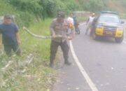 Cuaca Ekstrem, Polsek Tigabinanga Evakuasi Pohon Tumbang yang Halangi Jalan