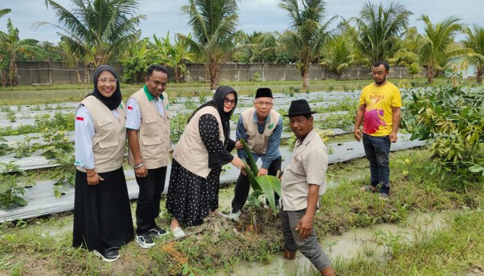 Sinergi Pesantren dan Petani Untuk Ketahanan Ekonomi Umat, Patani dan API Canangkan Penanaman Kelapa di Ponpes Arsyad Lubis