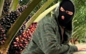 Komadan Regu Security PT LONSUM Diduga Terima Uang Suap Dari Para Ninja Sawit