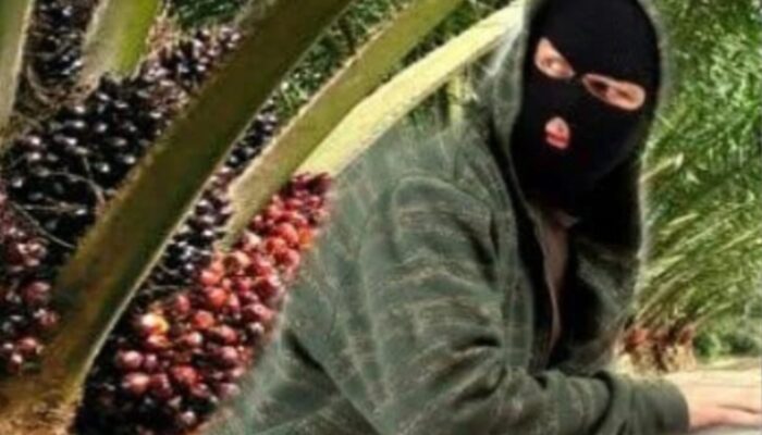 Komadan Regu Security PT LONSUM Diduga Terima Uang Suap Dari Para Ninja Sawit