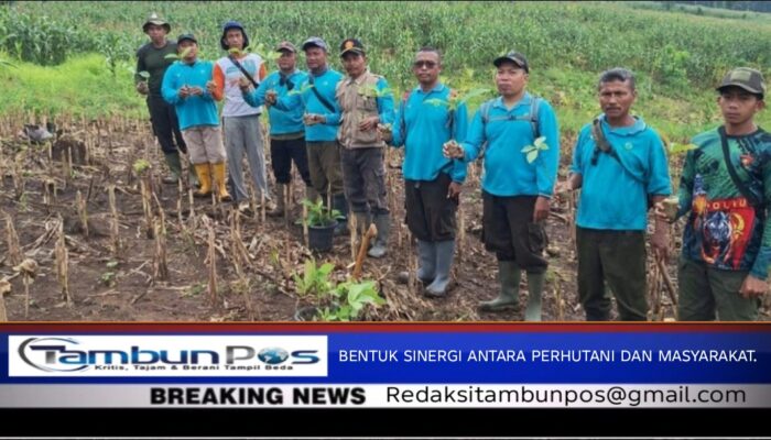 Perhutani KPH Purwodadi Laksanakan Penanaman 5.000 Bibit Jati di BKPH Tumpuk