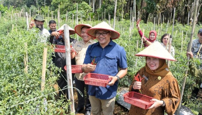 Berjemur di Kutalimbaru, Bupati Borong Cabai Petani
