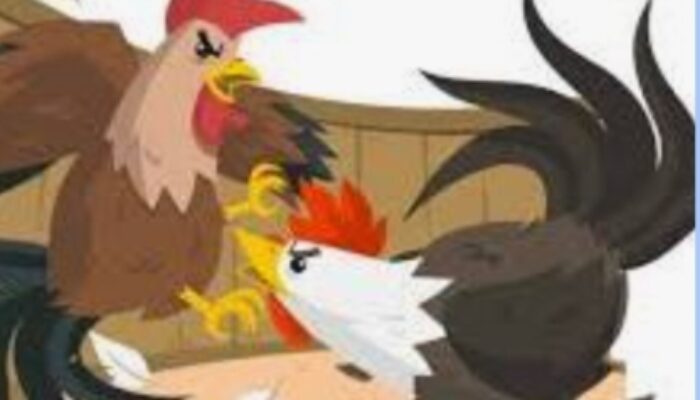 Kian Marak Perjudian Sabung Ayam di Bagor Nganjuk, Warga Minta APH Segera Tndak Tegas