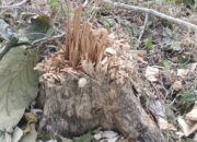 Hutan Jati Todanan Gundul, Mantri dan Mandor Dimana Tanggung Jawabnya?