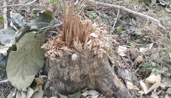 Hutan Jati Todanan Gundul, Mantri dan Mandor Dimana Tanggung Jawabnya?