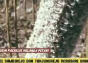 Jagung di Sambirejo & Tanjungrejo Wirosari Gagal Panen Akibat Paceklik