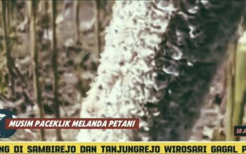 Jagung di Sambirejo & Tanjungrejo Wirosari Gagal Panen Akibat Paceklik