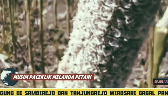 Jagung di Sambirejo & Tanjungrejo Wirosari Gagal Panen Akibat Paceklik