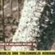 Jagung di Sambirejo & Tanjungrejo Wirosari Gagal Panen Akibat Paceklik