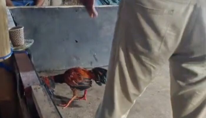 Diduga Praktik Judi Sabung Ayam, Cap Jiki dan Dadu Beroperasi di Pesanggrahan Candirenggo Singosari, Warga Minta APH Bertindak Tegas