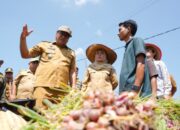 Bupati Bersama Kelompok Tani Panen Bawang Merah, Si Pandai Siap Jamin Pasar dan Harga Petani Deli Serdang
