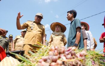 Bupati Bersama Kelompok Tani Panen Bawang Merah, Si Pandai Siap Jamin Pasar dan Harga Petani Deli Serdang