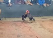 Lapor Kapolda Jatim ! Diduga Arena Judi Sabung Ayam, Dadu dan Capjiki di Candi Sumberawan Kembali Beroperasi, Warga Pertanyakan Keseriusan Penegakan Hukum