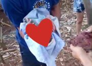Tangisan dari Balik Semak Gegerkan Warga Gunungkidul, Bayi Laki-laki Ditemukan Selamat di Dalam Tas