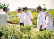 Panen Cabai di Payabakung, Bupati Pastikan Dukungan untuk Petani Terus Diperkuat