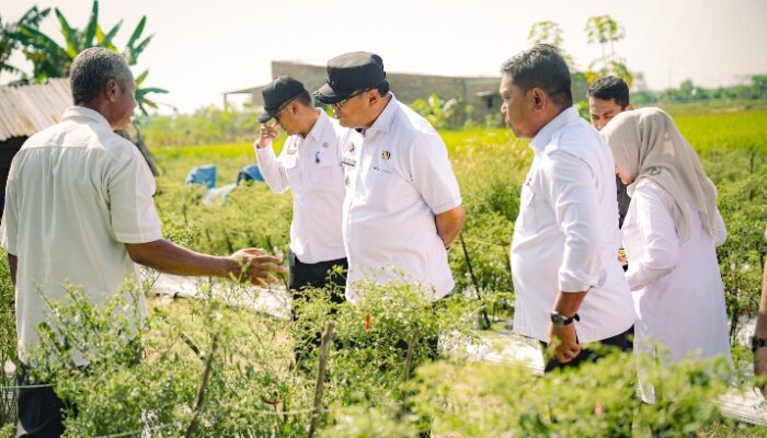 Panen Cabai di Payabakung, Bupati Pastikan Dukungan untuk Petani Terus Diperkuat
