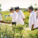 Panen Cabai di Payabakung, Bupati Pastikan Dukungan untuk Petani Terus Diperkuat